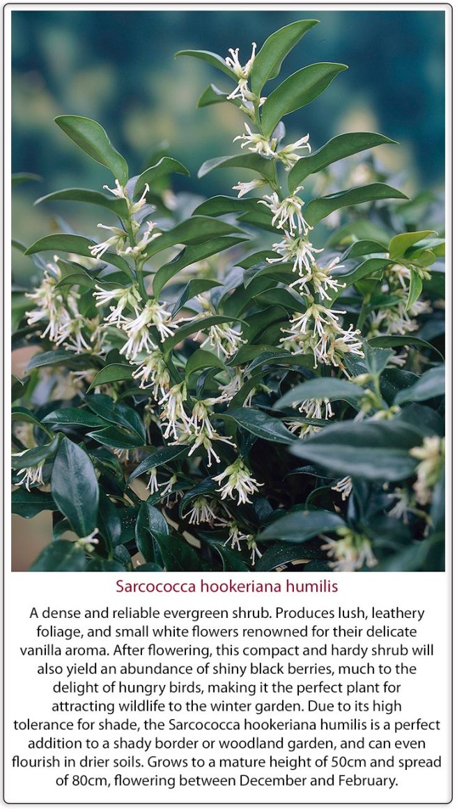 sarcococca-humilis_christmas-box_with-text