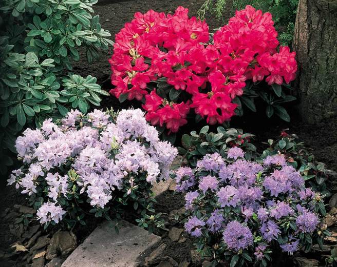Dwarf-Rhododendrons