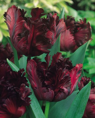 Tulip-Black-Parrot-0000801