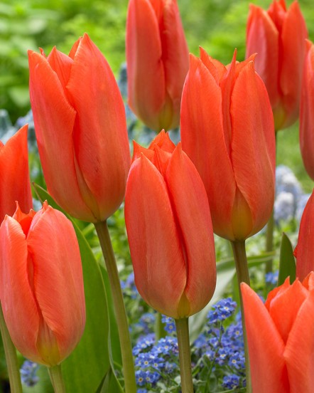Tulip-Orange-Brilliant