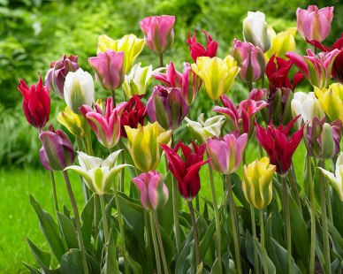 Tulip-viridiflora-Mix