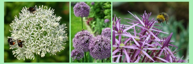 Bee-on-alliums-from-customers