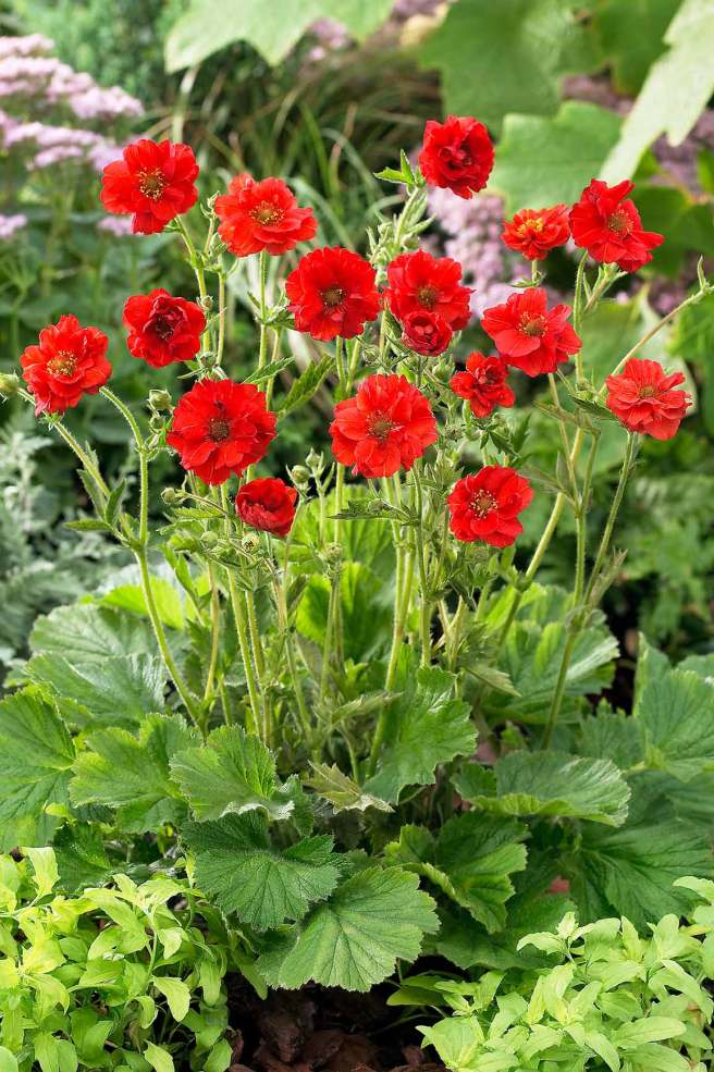 Geum Mrs Bradshaw. One of the most popular and well-known varieties. Holds an RHS Award of Garden Merit. 