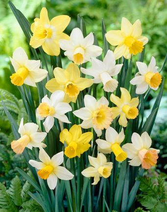 Daffodil-Narcissi-Cyclamineus-Mixed