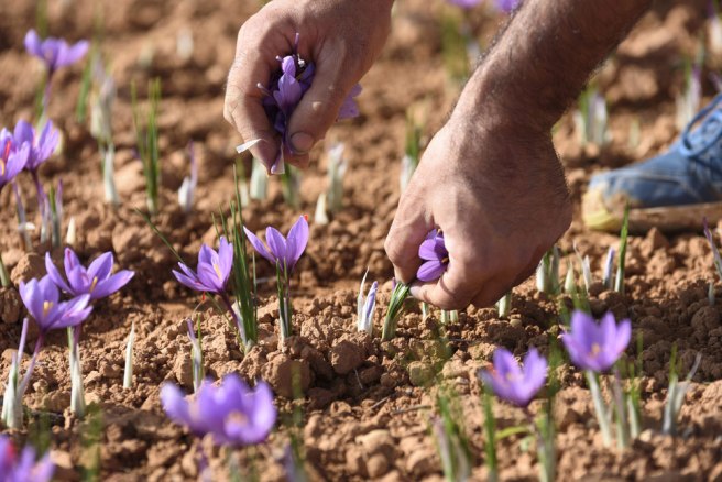 Harvesting-saffron-by-hand
