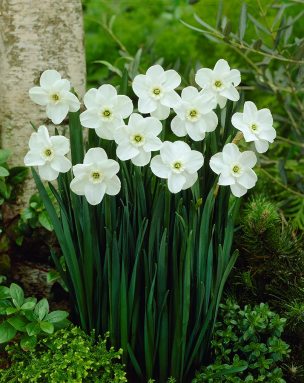 Narcissi-Green-Pearl-for-tall