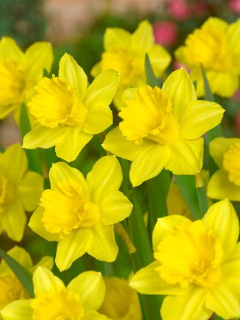 Narcissus-Gigantic-Star-CUpped