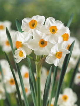 Narcissus-Narcissi-Daffodil-Geranium