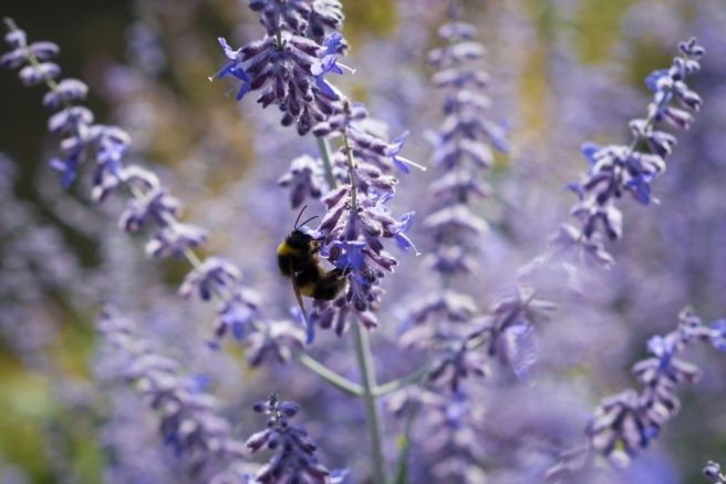 Perovskia-atriplicifolia-Blue-Spire-with-bee