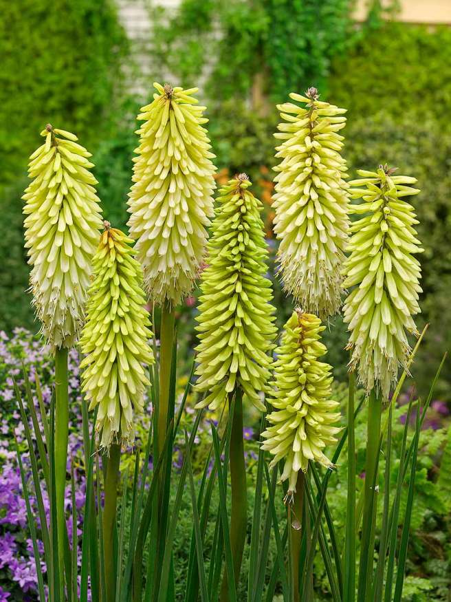 Kniphofia-Ice-Queen